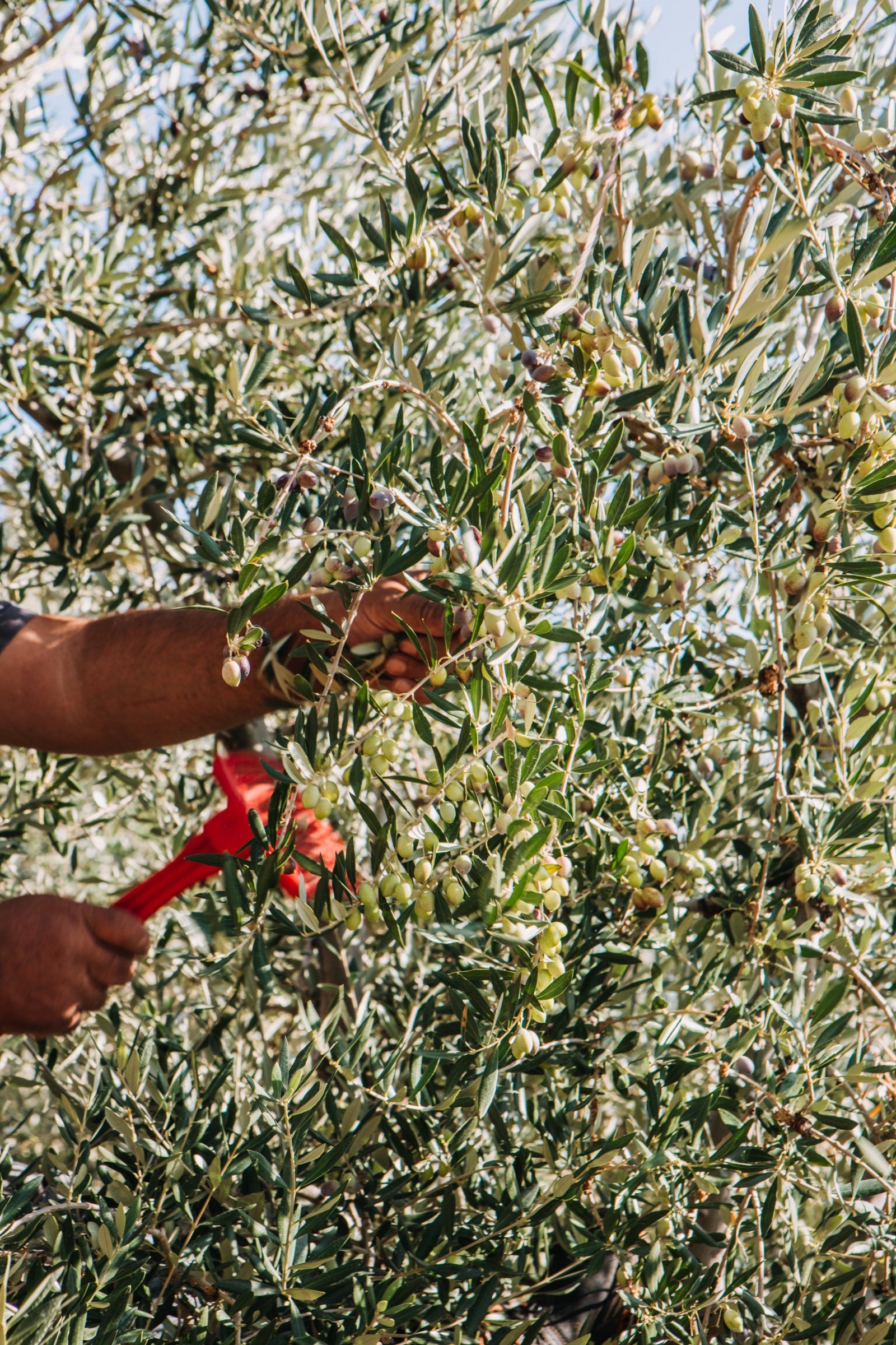 Hand-picking olives from the branch