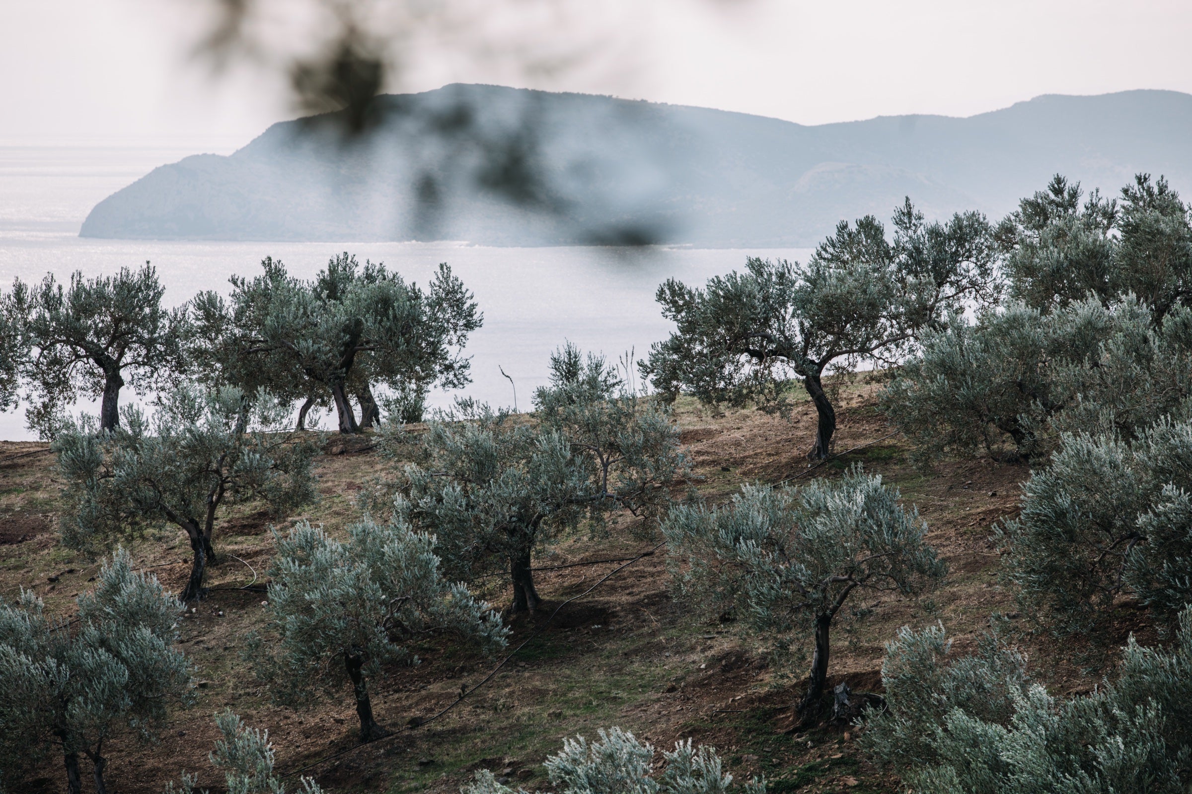 Olive grove hillside overlooking the Aegean